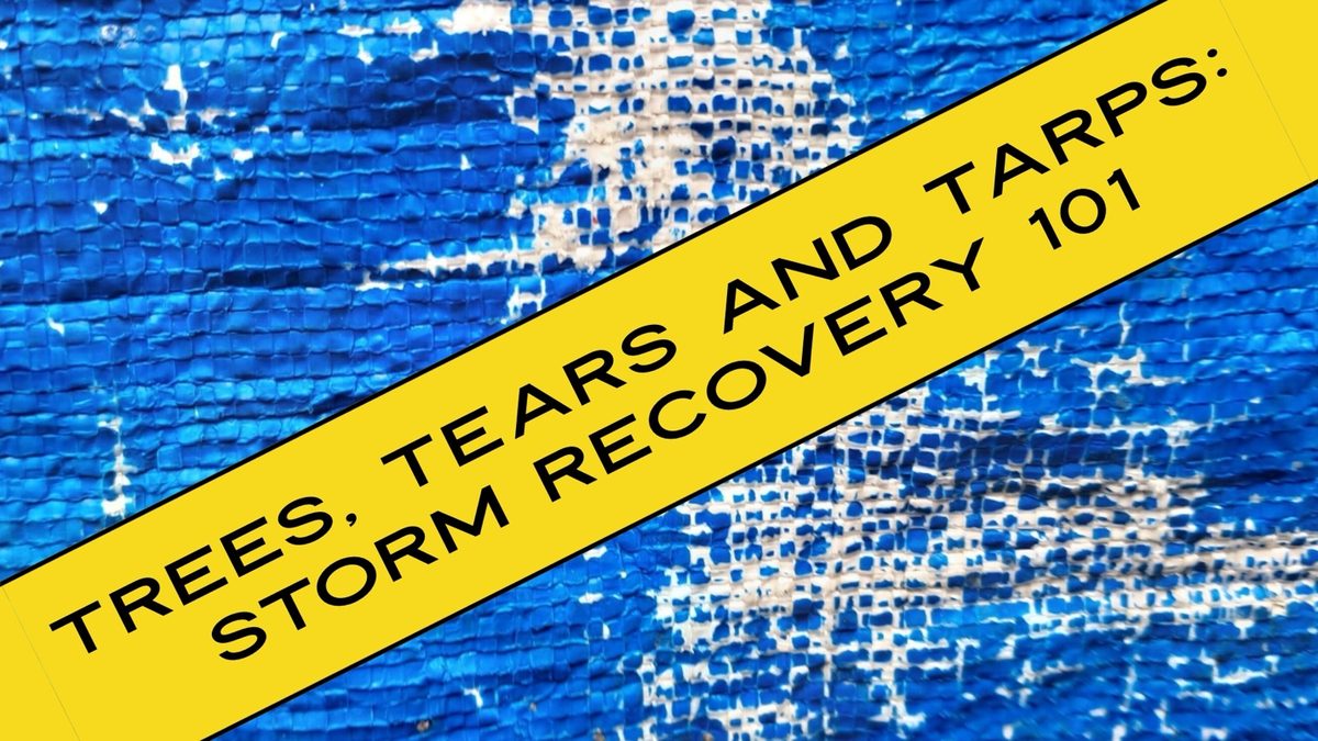 blog-post-9-12-26-trees-tears-tarps-image-9